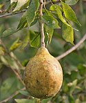 Bael (Bilva, Bilwa, Bel, Kuvalam, Koovalam, Madtoum, or Beli fruit, Bengal Quince, Stone Apple, and Wood Apple) -- Aegle marmelos