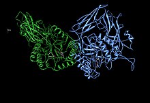 Beta Glucuronidase Dimer.jpg