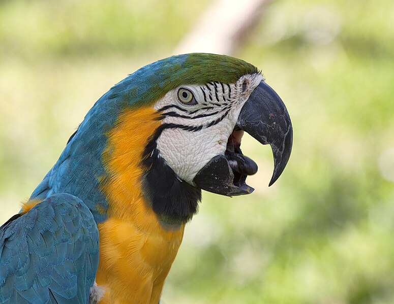 File:Blue and Gold Macaw.jpg