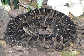 Bothropoides neuwiedi no Jardim Zoológico de Brasília