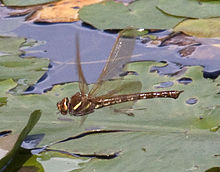 Brown hawker, Aeshna grandis in flight: The hindwings are about 90deg out of phase with the forewings at this instant, suggesting fast flight. Brown Hawker Dragonfly in flight 7 (3877783853).jpg