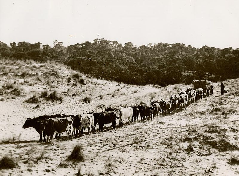 800px-Bullock_wagon_Promontory_Road.jpg