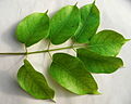 Bursera simaruba feuilles.jpg