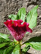 Dark pink celosia