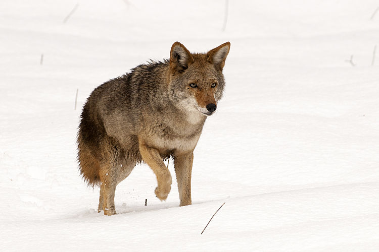 Койот (Canis latrans), бегущий по снегу