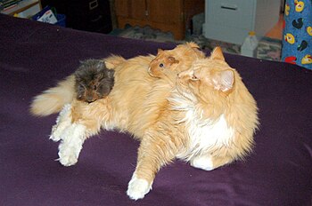 A cat which has learned to accept two guinea p...