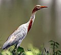 Bubulcus ibis