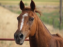 Gros plan sur la tête d'un cheval alezan en alerte présentant une liste.