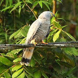 Длинноклювый коршун (Chondrohierax uncinatus)