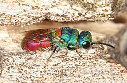 Оса-блискітка Chrysis scutellaris