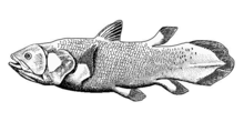 Lobe fins are bedded into the body by bony stalks. They evolved into the legs of the first tetrapod land vertebrates. Coelacanth-bgiu.png