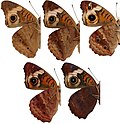 Miniatura para Junonia coenia bergi