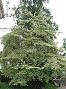 Cornus controversa.