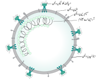 ذو ابعادی اینی میشن جس میں کورونا وائرس کی تفصیل موجود ہے