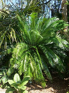 Description de l'image Cycas seemannii - Marie Selby Botanical Gardens - Sarasota, Florida - DSC01222.jpg.