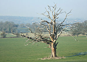 Dead oak tree, Kelston Park Plenty of life her...