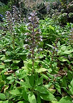 Miniatura para Echium strictum