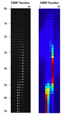 E. coli metapopulation on a chip. Ecoli metapopulation.jpg