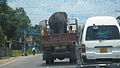 Elefant en un camió, Sri Lanka