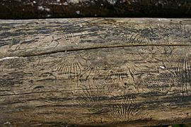 Galerías de Scolytinae nun olmo morto da especie Ulmus americanus