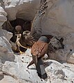 Male common kestrel feeding his chicks with Stellagama stellio, Negev desert, Israel