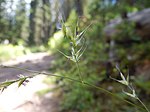 Festuca subulata