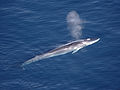 fin whale