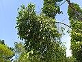 Garcinia nigrolineata leaves