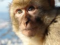 Facial features of a Barbary Macaque