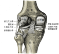 左膝盖关节显示内部韧带，后视图。