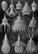 海克尔于 1904 年在他的《自然界的艺术形态》中绘制的放射虫