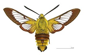 Hemaris fuciformis (Sphingidae, Macroglossinae)