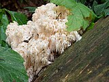 Hericium alpestre