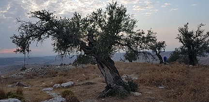 מראה כללי במרכז האתר