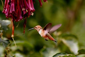 A hummingbird and his flowers. The image was t...