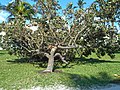 Seagrape tree torn down by the wind, near Ocean Drive and 14th Street