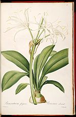 Miniatura para Hymenocallis fragrans