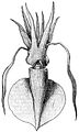 Idioteuthis latipinna