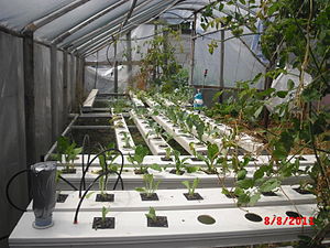 English: hydroponics plant 6