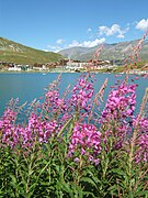 Au bord du lac de Tignes pousse l’épilobe en épi, ou épilobe à feuilles étroites, ou laurier de Saint-Antoine (chamerion angustifolium), ou encore osier fleuri.