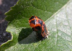 Coccinelle à l'état de nymphe