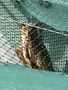 Hibou grand-duc blessé en réhabilitation