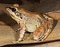 March 21: the frog Limnonectes timorensis