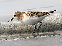 Крошка (Calidris minuta) (1) .jpg