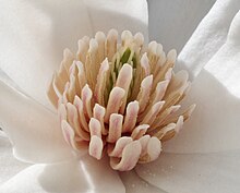 'Merrill' flower detail