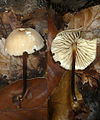 !Marasmius lupuletorum sin. torquescens!