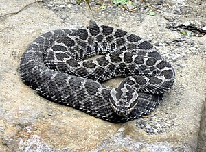 Massasauga rattlesnake (Sistrurus catenatus)