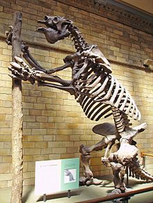 Megatherium americanumin luuranko.