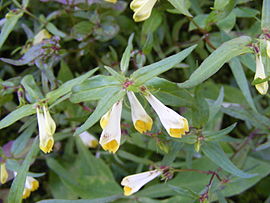 Melampyrum pratense