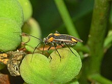 Miridae - Capsodes flavomarginatus.JPG